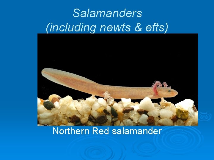 Salamanders (including newts & efts) Northern Red salamander 