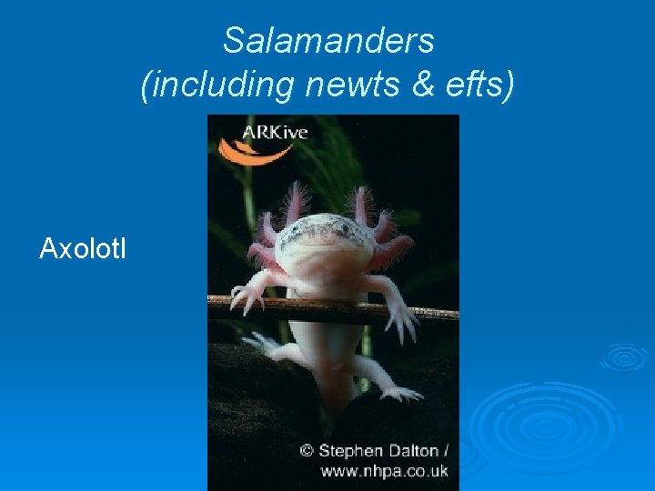 Salamanders (including newts & efts) Axolotl 