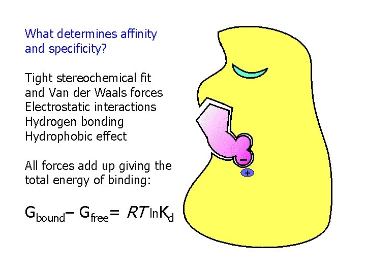 What determines affinity and specificity? Tight stereochemical fit and Van der Waals forces Electrostatic