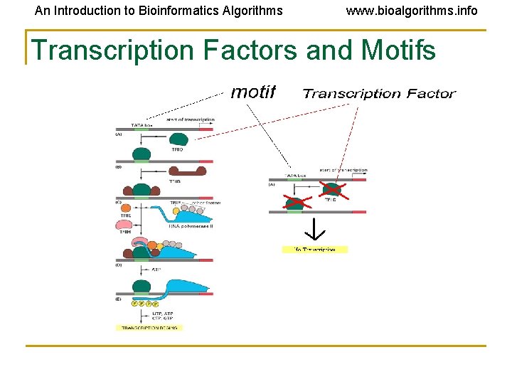 An Introduction to Bioinformatics Algorithms www. bioalgorithms. info Transcription Factors and Motifs An Introduction to Bioinformatics Algorithms www. bioalgorithms. info Transcription Factors and Motifs