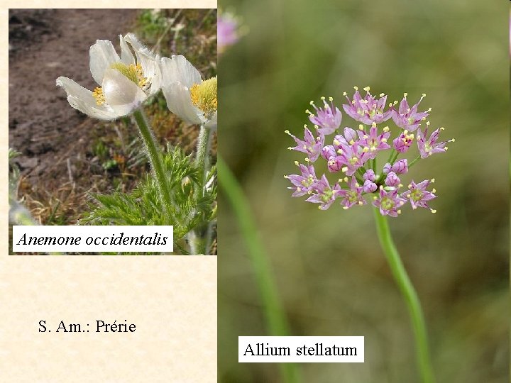 Anemone occidentalis S. Am. : Prérie Allium stellatum 