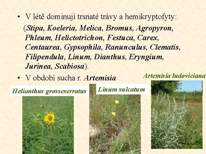  • V létě dominují trsnaté trávy a hemikryptofyty: (Stipa, Koeleria, Melica, Bromus, Agropyron,