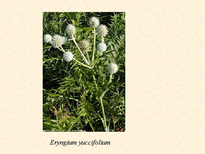 Eryngium yuccifolium 