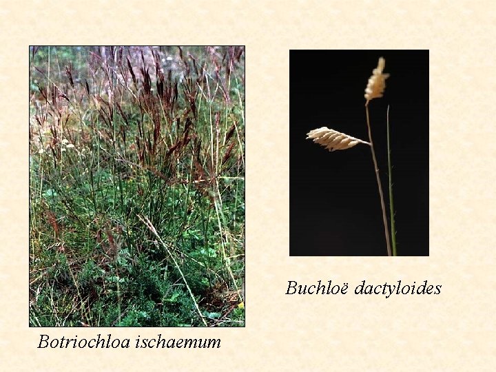 Buchloë dactyloides Botriochloa ischaemum 