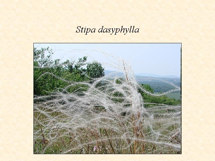 Stipa dasyphylla 