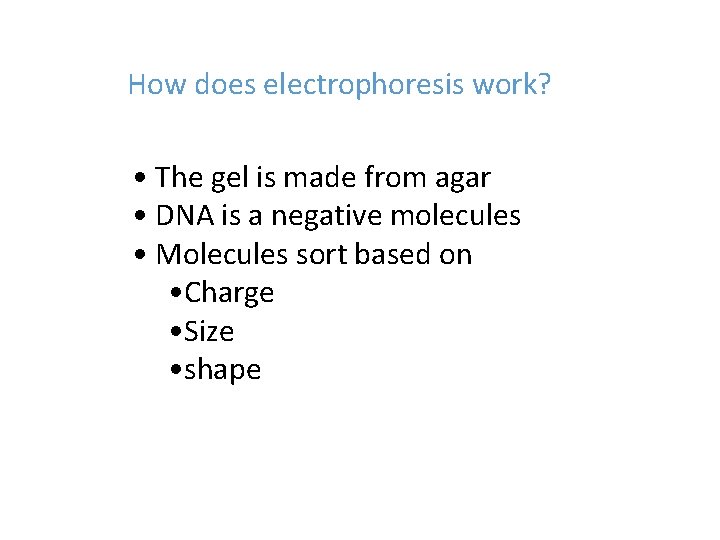 How does electrophoresis work? • The gel is made from agar • DNA is