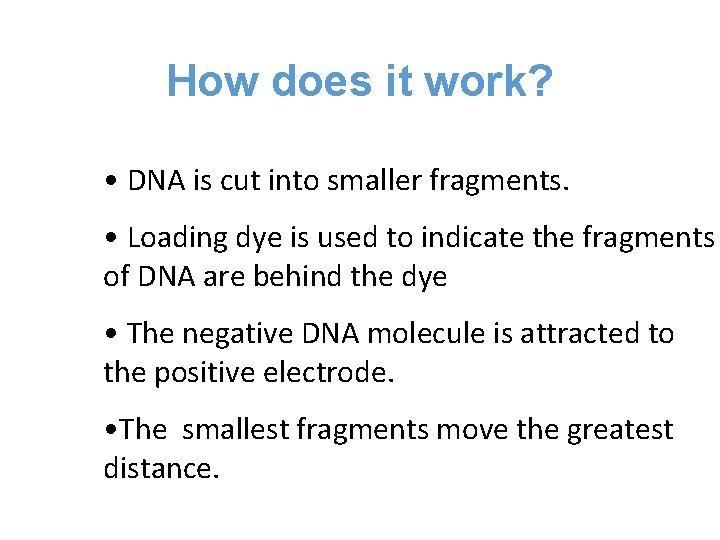 How does it work? • DNA is cut into smaller fragments. • Loading dye