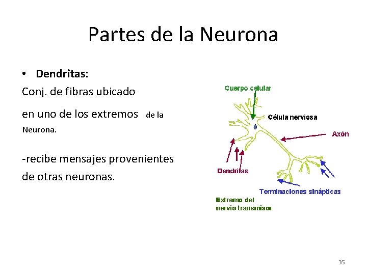 Partes de la Neurona • Dendritas: Conj. de fibras ubicado en uno de los