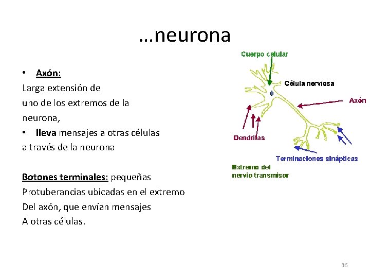 …neurona • Axón: Larga extensión de uno de los extremos de la neurona, •