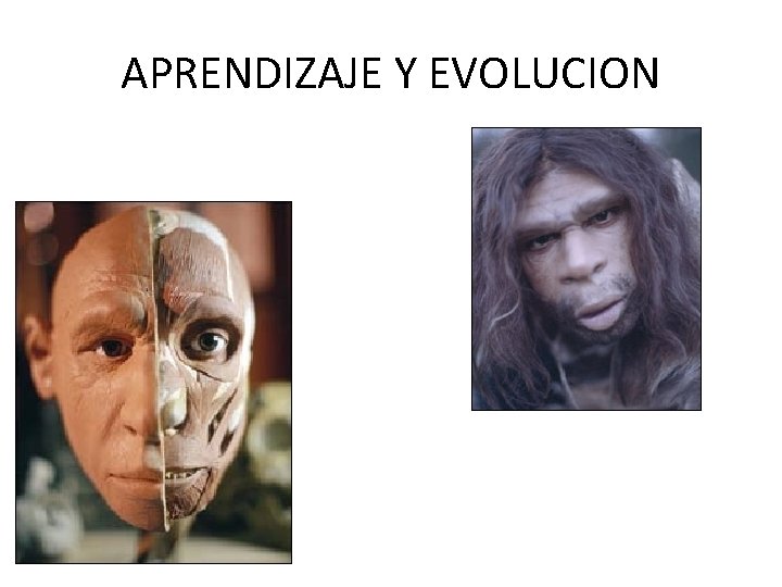 APRENDIZAJE Y EVOLUCION 