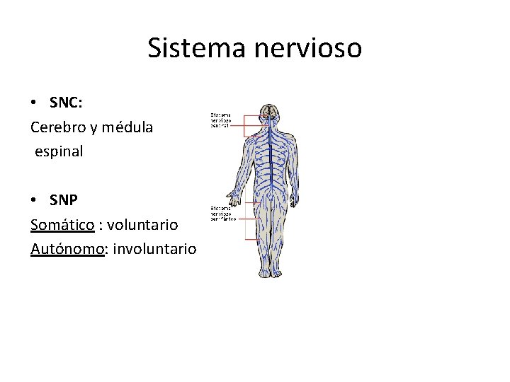 Sistema nervioso • SNC: Cerebro y médula espinal • SNP Somático : voluntario Autónomo: