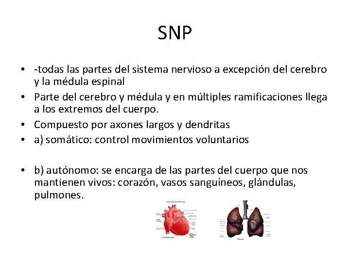 SNP • -todas las partes del sistema nervioso a excepción del cerebro y la