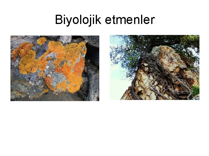 Biyolojik etmenler 