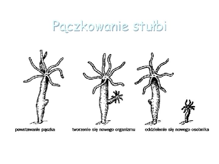 Pączkowanie stułbi 
