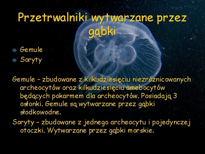 Przetrwalniki wytwarzane przez gąbki { { Gemule Soryty Gemule – zbudowane z kilkudziesięciu niezróżnicowanych