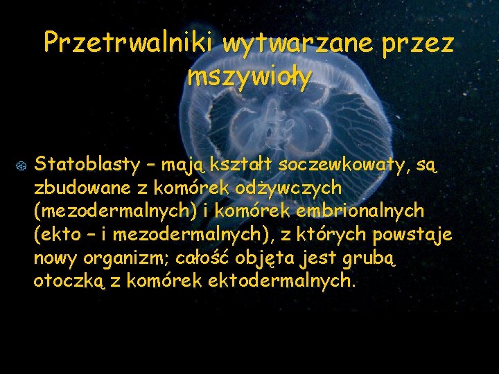 Przetrwalniki wytwarzane przez mszywioły { Statoblasty – mają kształt soczewkowaty, są zbudowane z komórek