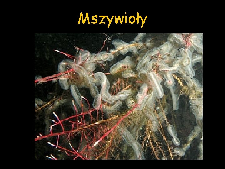 Mszywioły 