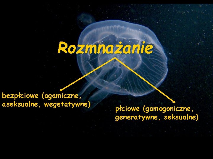 Rozmnażanie bezpłciowe (agamiczne, aseksualne, wegetatywne) płciowe (gamogoniczne, generatywne, seksualne) 