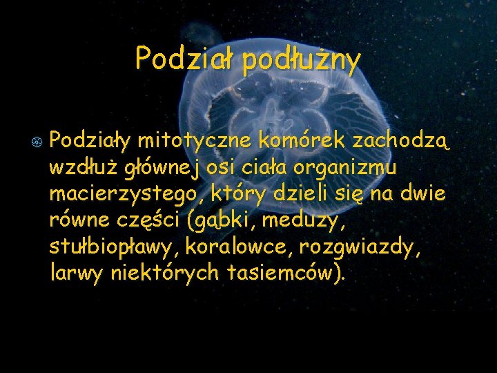 Podział podłużny { Podziały mitotyczne komórek zachodzą wzdłuż głównej osi ciała organizmu macierzystego, który