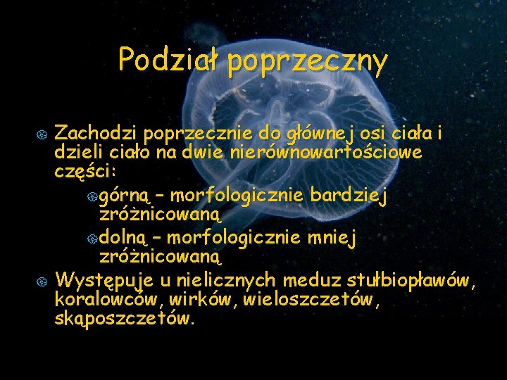 Podział poprzeczny { { Zachodzi poprzecznie do głównej osi ciała i dzieli ciało na