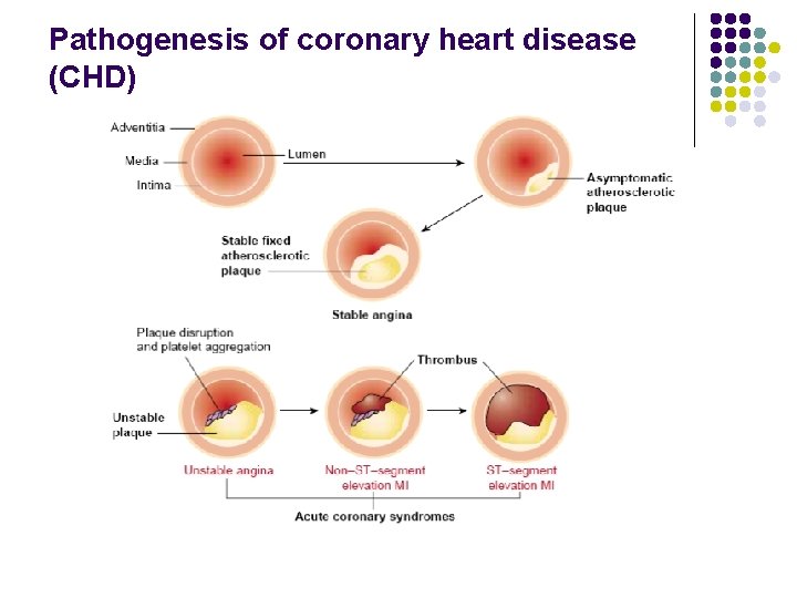 Pathogenesis of coronary heart disease (CHD) 