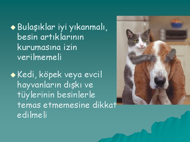 u Bulaşıklar iyi yıkanmalı, besin artıklarının kurumasına izin verilmemeli u Kedi, köpek veya evcil