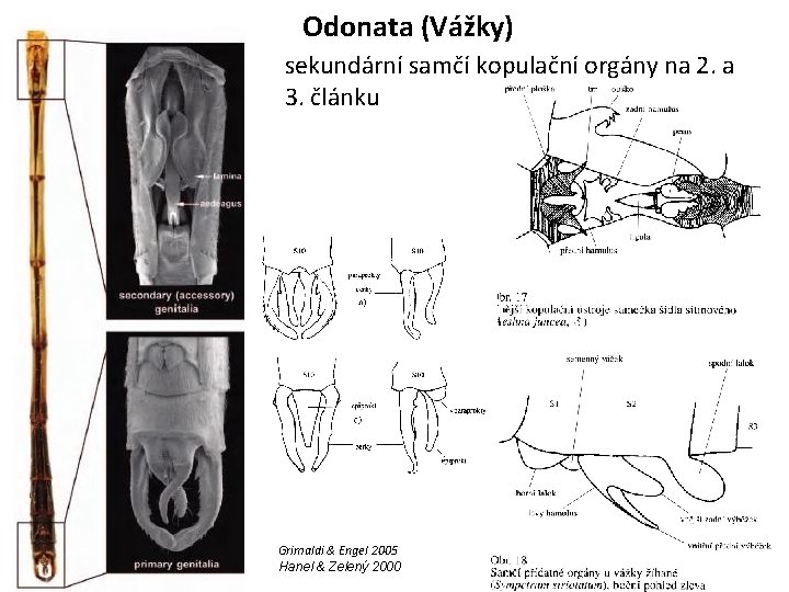 Odonata (Vážky) sekundární samčí kopulační orgány na 2. a 3. článku Grimaldi & Engel