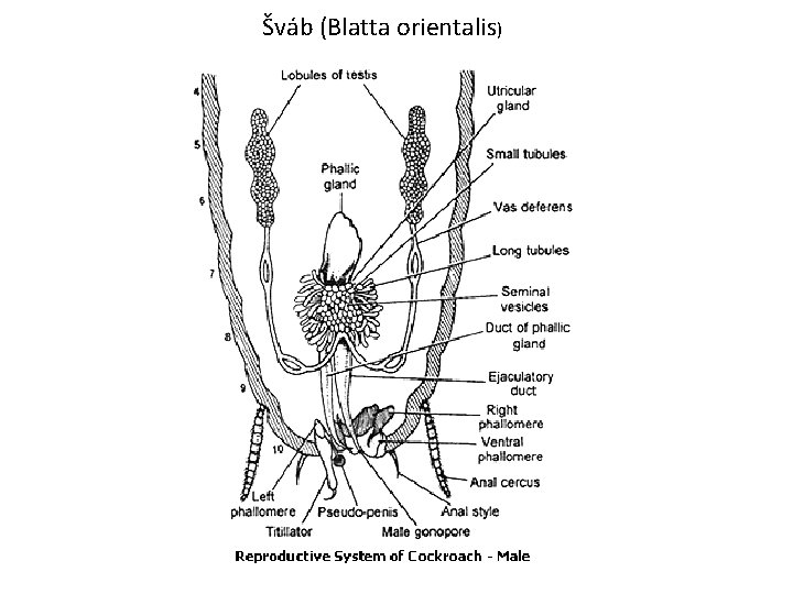 Šváb (Blatta orientalis) 