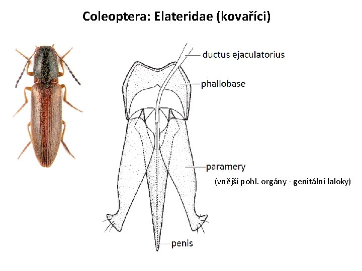 Coleoptera: Elateridae (kovaříci) (vnější pohl. orgány - genitální laloky) 