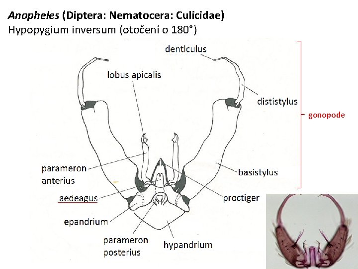 Anopheles (Diptera: Nematocera: Culicidae) Hypopygium inversum (otočení o 180°) gonopode 