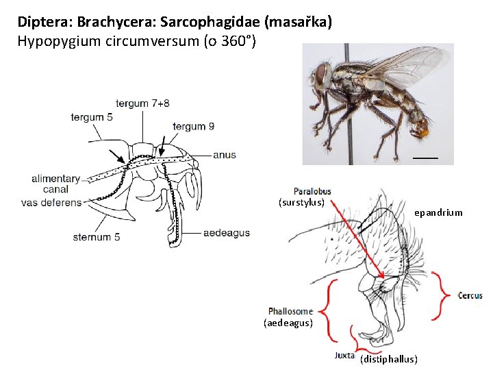 Diptera: Brachycera: Sarcophagidae (masařka) Hypopygium circumversum (o 360°) (surstylus) epandrium (aedeagus) (distiphallus) 
