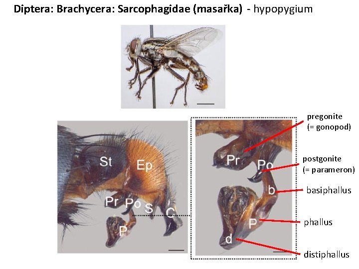 Diptera: Brachycera: Sarcophagidae (masařka) - hypopygium pregonite (= gonopod) postgonite (= parameron) basiphallus distiphallus
