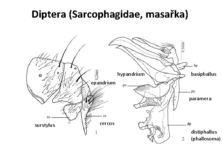 Diptera (Sarcophagidae, masařka) hypandrium basiphallus epandrium paramera surstylus cercus distiphallus (phallosoma) 