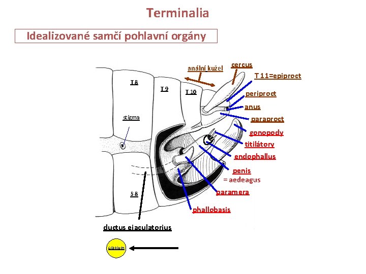 Terminalia Idealizované samčí pohlavní orgány anální kužel T 8 T 9 T 10 cercus