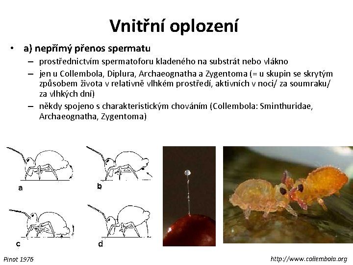 Vnitřní oplození • a) nepřímý přenos spermatu – prostřednictvím spermatoforu kladeného na substrát nebo