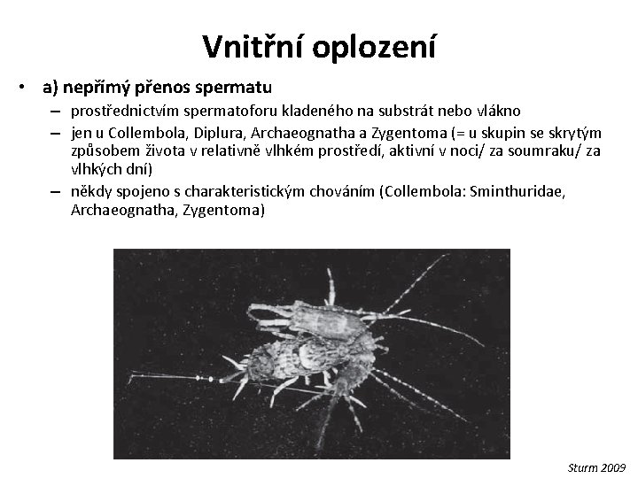 Vnitřní oplození • a) nepřímý přenos spermatu – prostřednictvím spermatoforu kladeného na substrát nebo