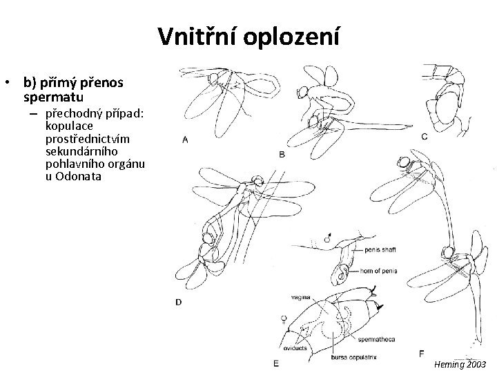 Vnitřní oplození • b) přímý přenos spermatu – přechodný případ: kopulace prostřednictvím sekundárního pohlavního