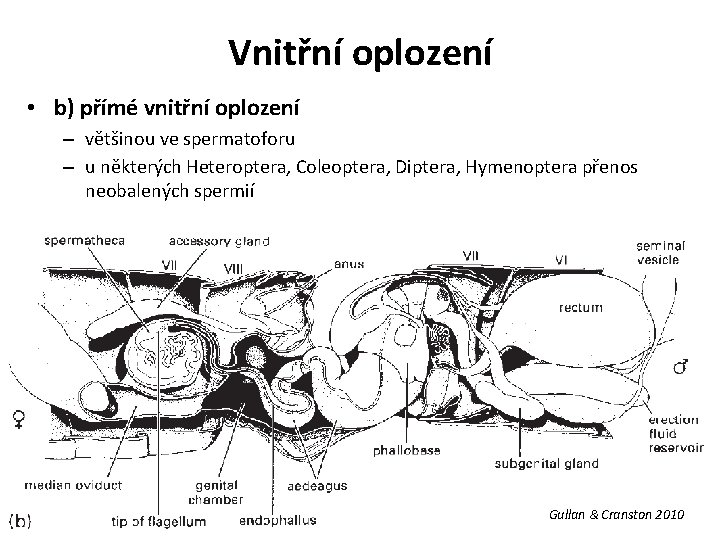 Vnitřní oplození • b) přímé vnitřní oplození – většinou ve spermatoforu – u některých