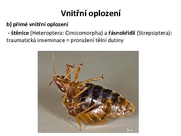 Vnitřní oplození b) přímé vnitřní oplození - štěnice (Heteroptera: Cimicomorpha) a řásnokřídlí (Strepsiptera): traumatická