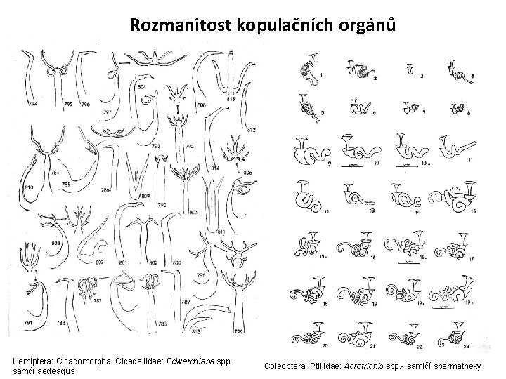 Rozmanitost kopulačních orgánů Hemiptera: Cicadomorpha: Cicadellidae: Edwardsiana spp. samčí aedeagus Coleoptera: Ptiliidae: Acrotrichis spp.