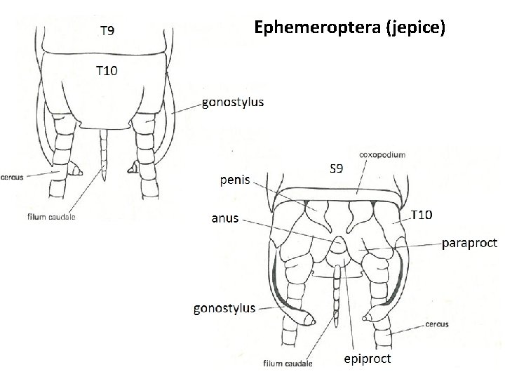 Ephemeroptera (jepice) 