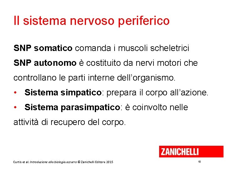 Il sistema nervoso periferico SNP somatico comanda i muscoli scheletrici SNP autonomo è costituito