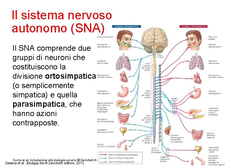 Il sistema nervoso autonomo (SNA) Il SNA comprende due gruppi di neuroni che costituiscono