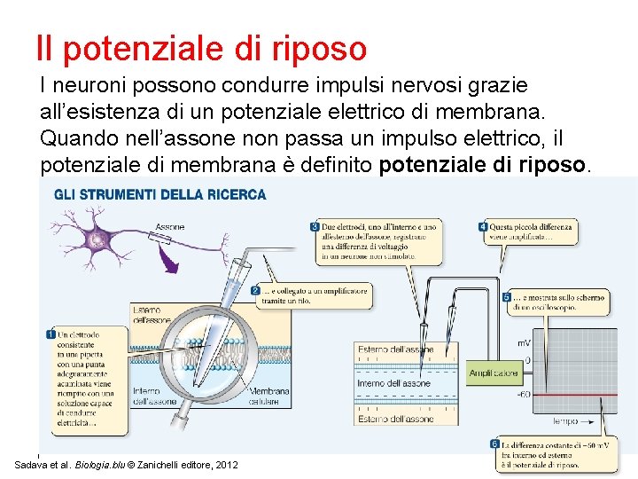 Il potenziale di riposo I neuroni possono condurre impulsi nervosi grazie all’esistenza di un