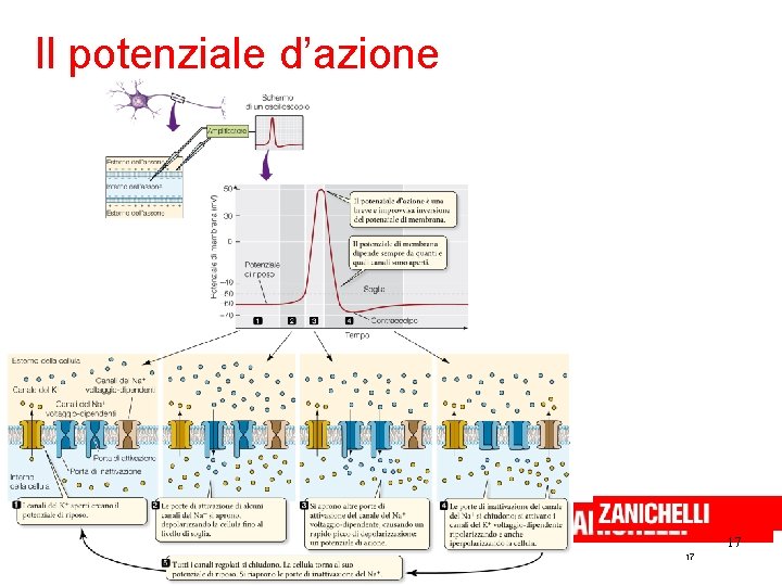 Il potenziale d’azione 17 Curtis et al. Introduzione alla biologia. azzurro © Zanichelli Editore