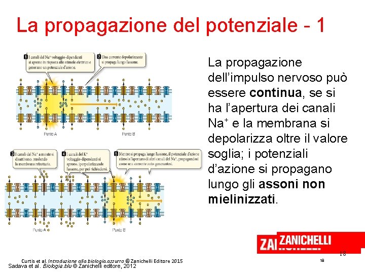 La propagazione del potenziale - 1 La propagazione dell’impulso nervoso può essere continua, se