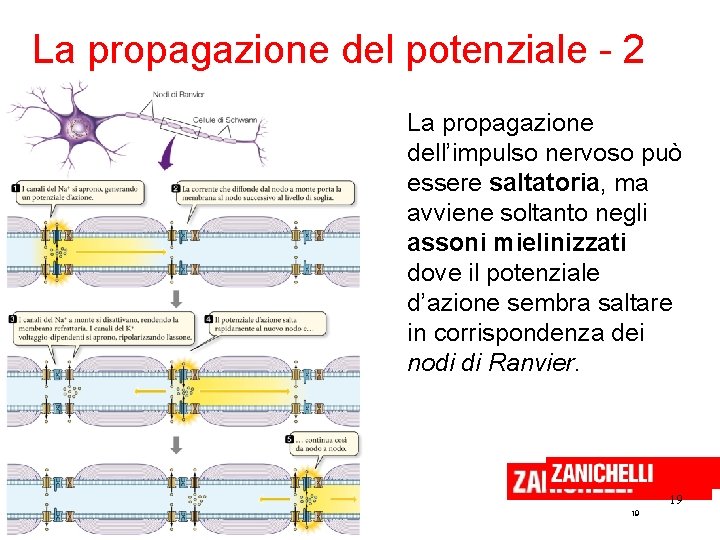 La propagazione del potenziale - 2 La propagazione dell’impulso nervoso può essere saltatoria, ma