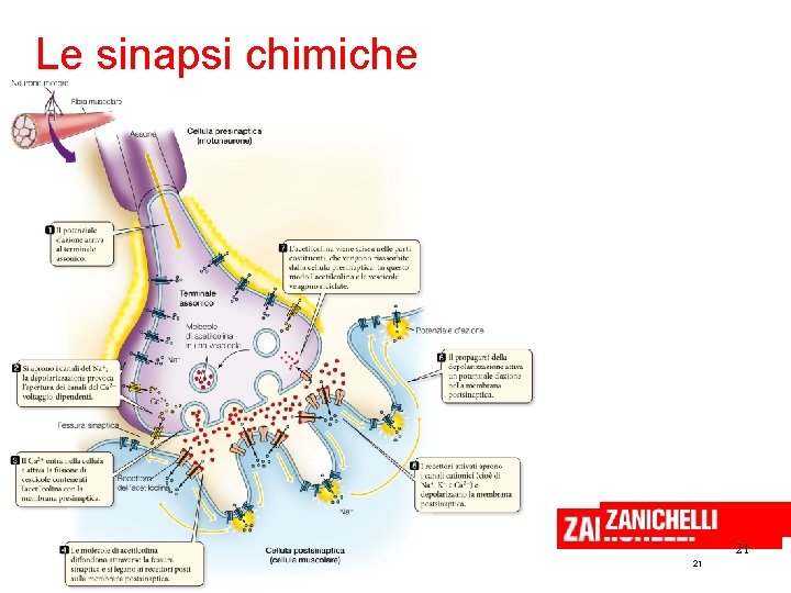 Le sinapsi chimiche 21 Curtis et al. Introduzione alla biologia. azzurro © Zanichelli Editore