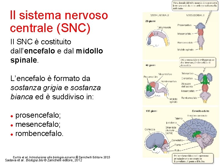 Il sistema nervoso centrale (SNC) Il SNC è costituito dall’encefalo e dal midollo spinale.