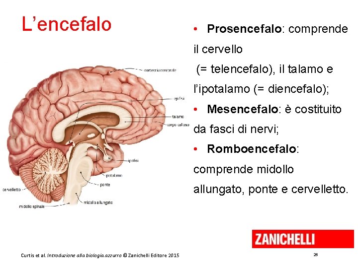 L’encefalo • Prosencefalo: comprende il cervello (= telencefalo), il talamo e l’ipotalamo (= diencefalo);